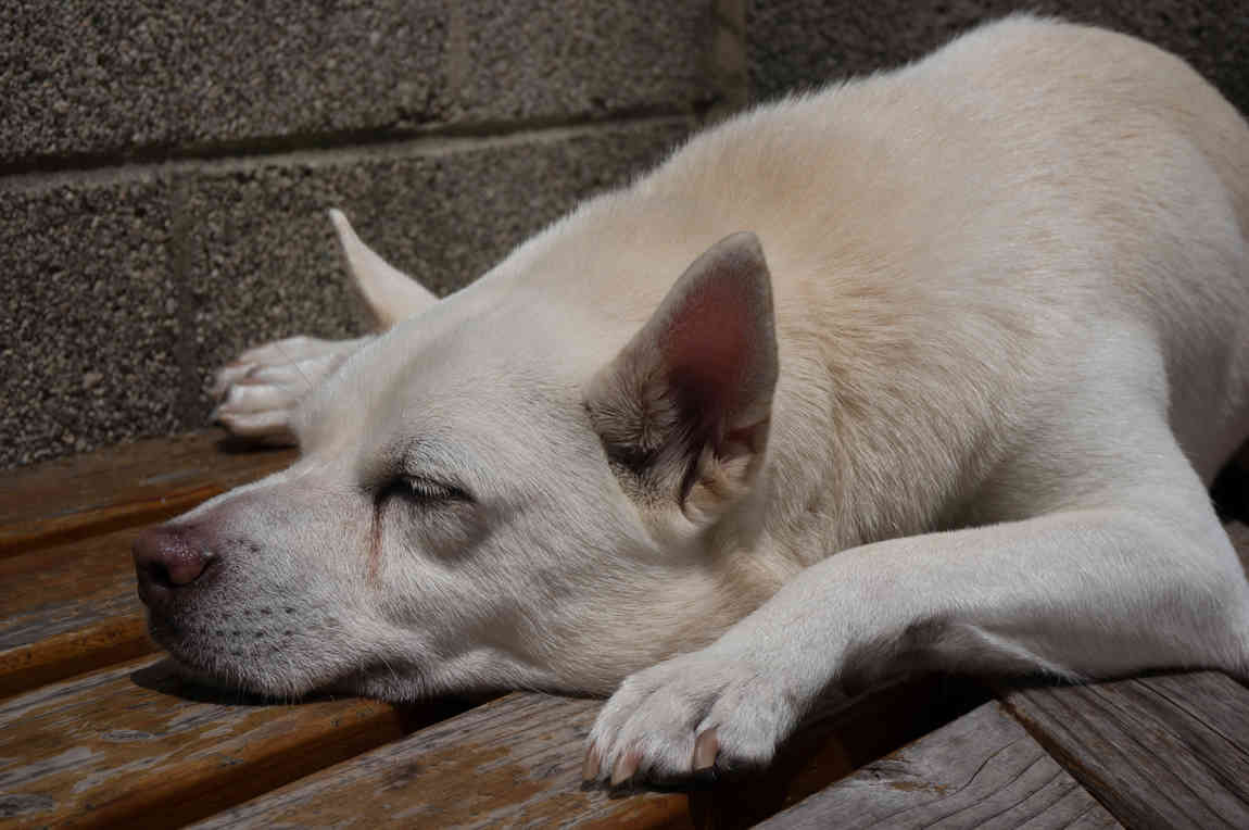 My dog, Toshi, sunbathing on our bench